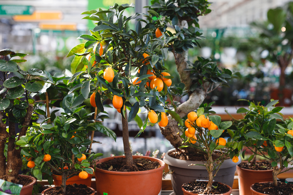 Dwarf citrus trees in a nursery store , kumquat and mandarin.
